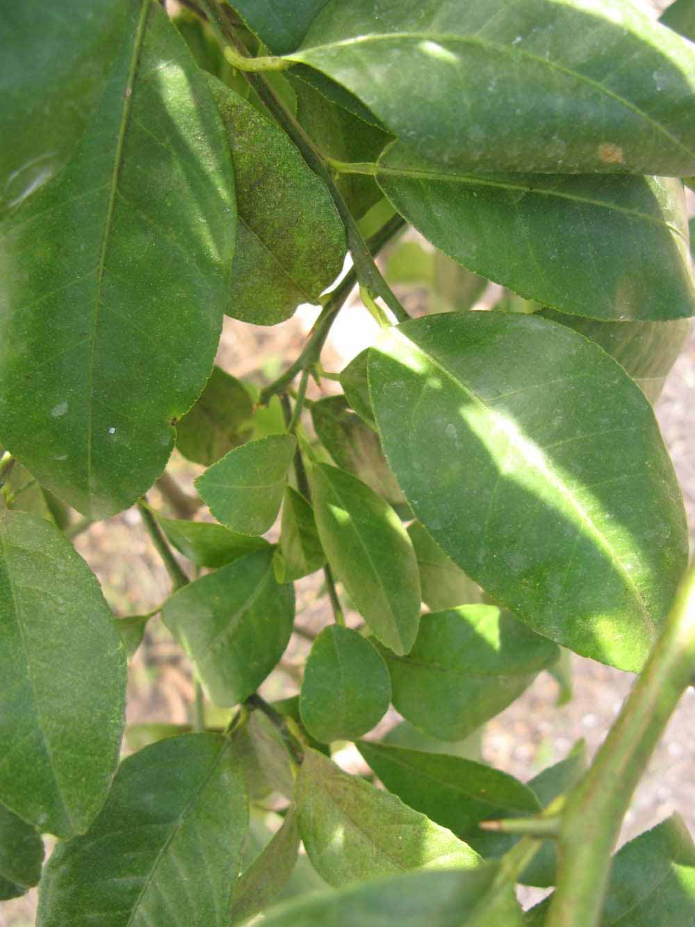            Shade leaves (Winter Haven, FL)   